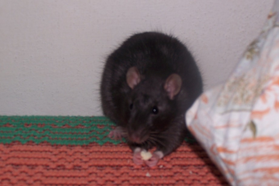 potky 055.jpg